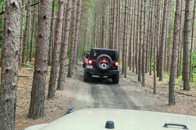 jeeps in the trees